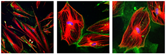 histology images