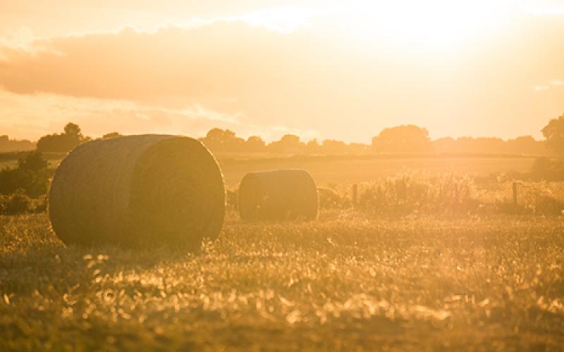 Field with Sunset and Hay 