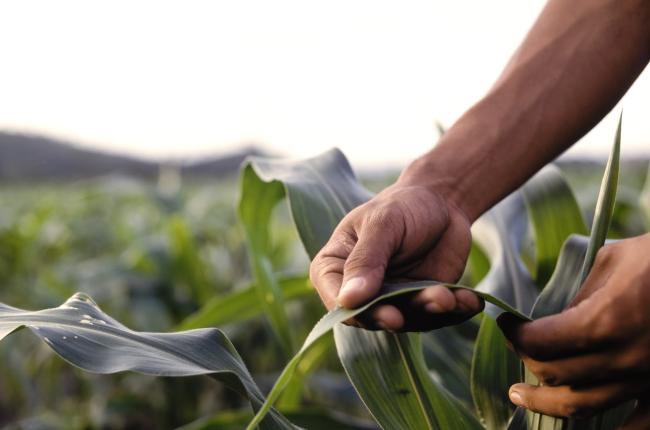 farmer with corn