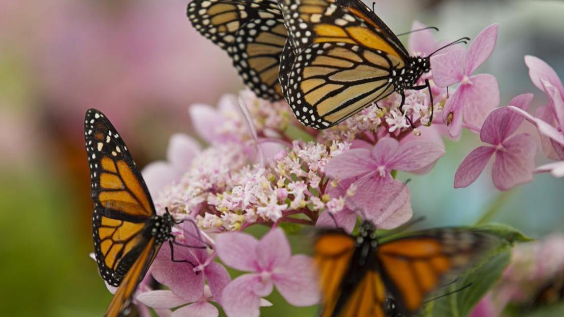 monarch butterflies