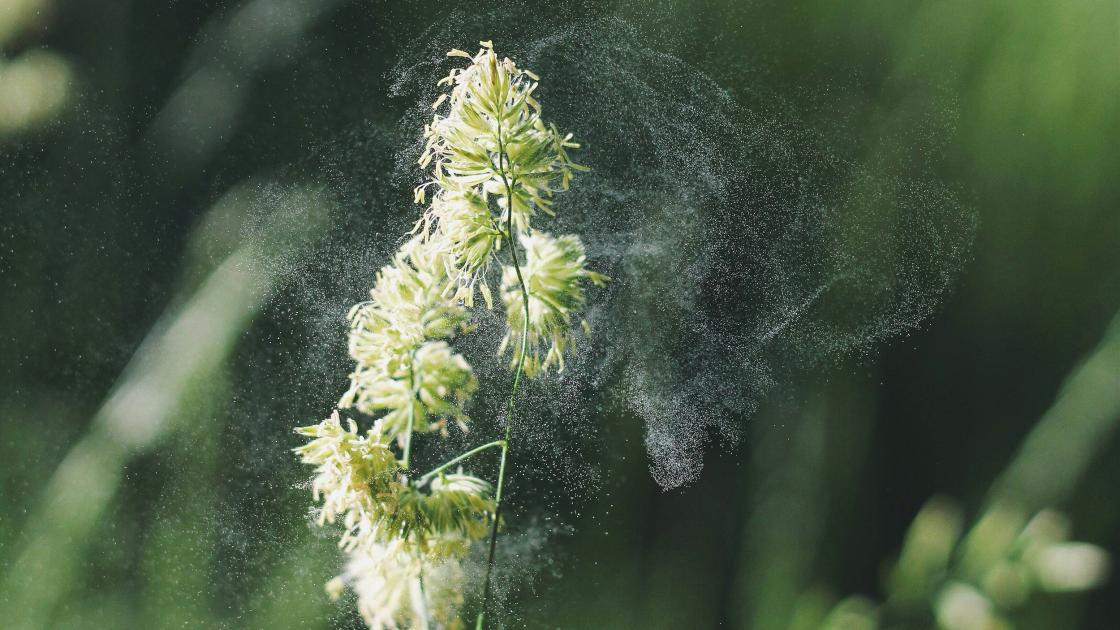 Pollen floating from flower