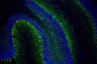 Image of biochemestry